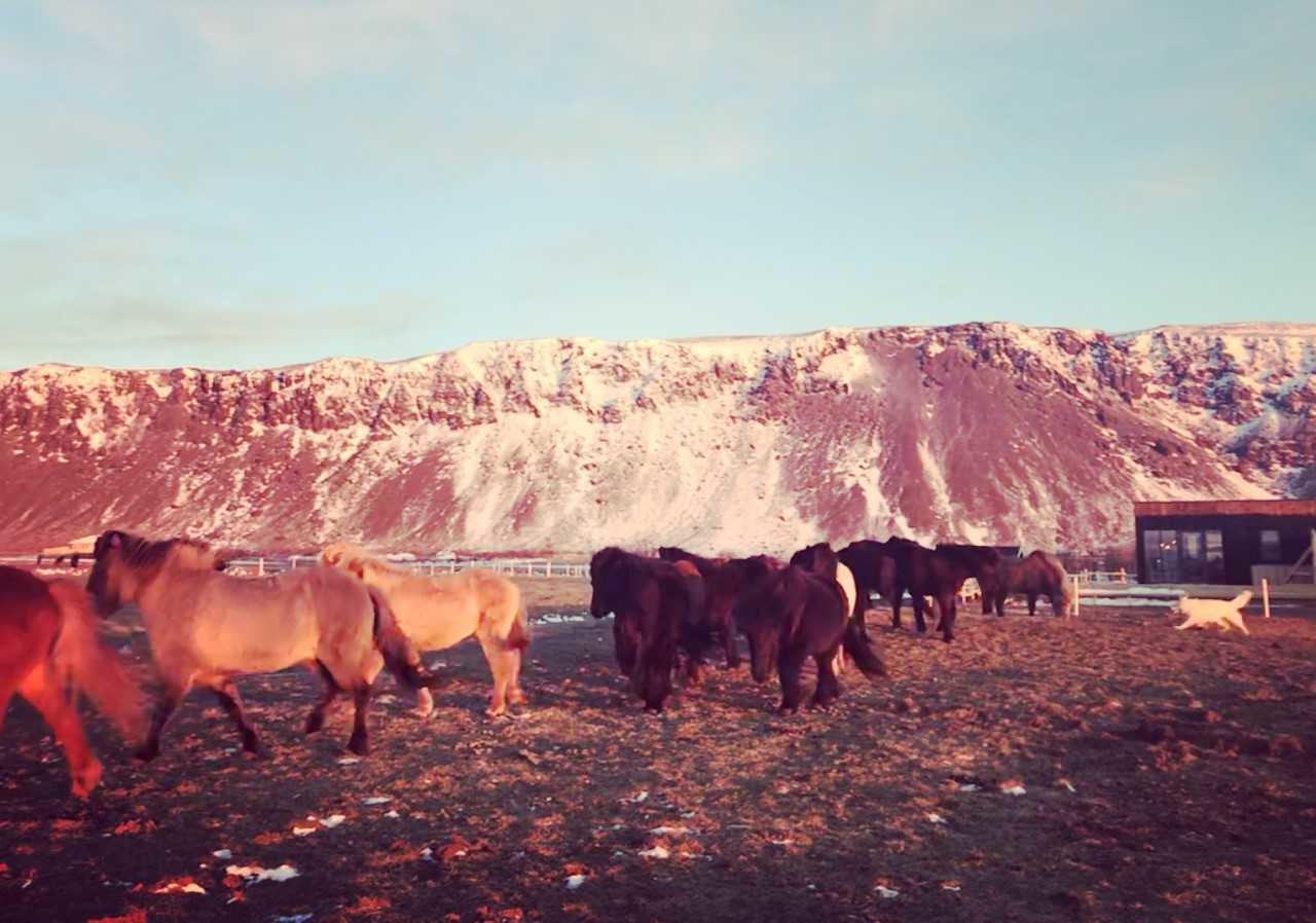 Akurgerthi Guesthouse 4 - Country Life Style Olfus Екстер'єр фото